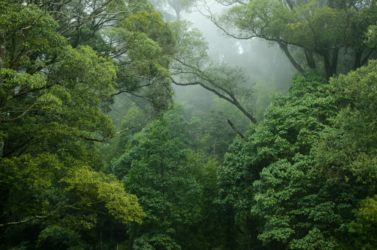 Paisagem florestal fotografada por Lingchor; imagem ilustrativa sem identificação de árvores de Aquilaria