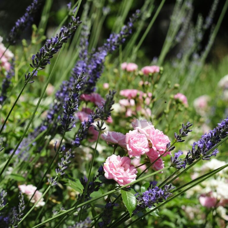 Rosas de Taif: perfume e patrimônio da Arábia Saudita